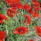 Premium CORN POPPY 100+ SEEDS BRILLIANT RED FLOWER, BEAUTIFUL RED BLOOMS Premium CORN POPPY 100+ SEEDS BRILLIANT RED FLOWER, BEAUTIFUL RED BLOOMS
