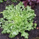 Best-Selling LETTUCE, ENDIVE BROADLEAF BATAVIAN, HEIRLOOM, 200+ SEEDS, TASTY LETTUCE Best-Selling LETTUCE, ENDIVE BROADLEAF BATAVIAN, HEIRLOOM, 200+ SEEDS, TASTY LETTUCE