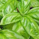 Premium BASIL SEED, ITALIAN LARGE LEAF, 100 SEEDS, HEIRLOOM, NON GMO, HERB