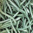 Limited Edition BEAN, PROVIDER BUSH, HEIRLOOM, 20+ SEEDS, NON GMO, GREEN BEANS VEGETABLE