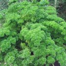 Best-Selling PARSLEY SEED, MOSS CURLED, HEIRLOOM, NON GMO, 100 SEEDS, PARSLEY SEEDS Best-Selling PARSLEY SEED, MOSS CURLED, HEIRLOOM, NON GMO, 100 SEEDS, PARSLEY SEEDS