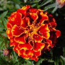 Top-Quality FRENCH MERIGOLD 100+ SEEDS BEAUTIFUL FLOWER IN ASSORTED COLORS Top-Quality FRENCH MERIGOLD 100+ SEEDS BEAUTIFUL FLOWER IN ASSORTED COLORS