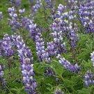 Best-Selling ARROYO LUPINE 25+ SEEDS BEAUTIFUL PURPLE FLOWERS Best-Selling ARROYO LUPINE 25+ SEEDS BEAUTIFUL PURPLE FLOWERS