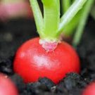 Exclusive RADISH SEED , CHERRY BELLE, HEIRLOOM,NON GMO 500+ SEEDS, RED RADISHES Exclusive RADISH SEED , CHERRY BELLE, HEIRLOOM,NON GMO 500+ SEEDS, RED RADISHES