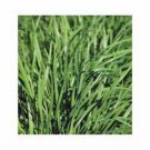 New Arrival CHIVE SEED, HERB, HEIRLOOM, 500 SEEDS, FLAVORFUL CHIVES, EASY TO GROW New Arrival CHIVE SEED, HERB, HEIRLOOM, 500 SEEDS, FLAVORFUL CHIVES, EASY TO GROW