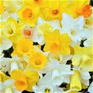 New Arrival Daffodil Flower Bulbs, Mixed colored, Bulbs for fall planting,