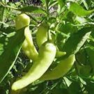 New Arrival PEPPER SEED, SWEET BANANA, HEIRLOOM, NON GMO, 20+ SEEDS, PEPPER SEEDS New Arrival PEPPER SEED, SWEET BANANA, HEIRLOOM, NON GMO, 20+ SEEDS, PEPPER SEEDS