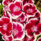 Limited Edition SWEET WILLIAM FLOWERS 1000 SEEDS, BEAUTIFUL CLUSTERS Limited Edition SWEET WILLIAM FLOWERS 1000 SEEDS, BEAUTIFUL CLUSTERS