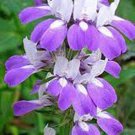 New Arrival CHINESE HOUSES, UNIQUE DELICATE FLOWERS, 500 SEEDS BEAUTIFUL BLOOMS New Arrival CHINESE HOUSES, UNIQUE DELICATE FLOWERS, 500 SEEDS BEAUTIFUL BLOOMS