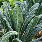 Exclusive KALE SEED, PREMIER, NON GMO, 100 SEEDS, GREAT FOR SALADS AND COOKING Exclusive KALE SEED, PREMIER, NON GMO, 100 SEEDS, GREAT FOR SALADS AND COOKING