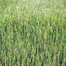 Best-Selling ALFALFA SPROUTS,HEIRLOOM NON-GMO, 1000 ALFALFA SPROUT SEEDS Best-Selling ALFALFA SPROUTS,HEIRLOOM NON-GMO, 1000 ALFALFA SPROUT SEEDS