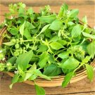 Limited Edition Lemon Basil Seed - 100 Count Seed Pack - Non-GMO- Unique Herb
