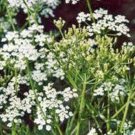 Premium CARAWAY, HERB 50+ SEEDS CAN USE SEEDS, PLANT AND ROOTS ON THIS HERB Premium CARAWAY, HERB 50+ SEEDS CAN USE SEEDS, PLANT AND ROOTS ON THIS HERB