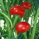 New Arrival Pepper, Red Sweet Cherry seeds, Heirloom, NON-GMO, (20+seeds)