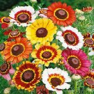 Limited Edition Painted Daisy Seed, 500 Seeds, Beautiful Mulit Colored Blooms.