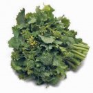 Best-Selling BROCCOLI RAAB, RAPINI, HEIRLOOM, 25+ SEEDS, DELICIOUS A CULINARY DELIGHT