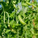 Top-Quality Dundale Pea Seeds, Heirloom, Non GMO, 100+ Seeds, Delicious Peas Top-Quality Dundale Pea Seeds, Heirloom, Non GMO, 100+ Seeds, Delicious Peas
