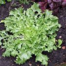 Limited Edition LETTUCE SEED, ENDIVE BROADLEAF BATAVIAN, HEIRLOOM, NON GMO, 500 SEEDS