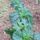 Top-Quality COLLARD GREEN SEED, CHAMPION, HEIRLOOM, NON GMO, 500 SEEDS, GREENS