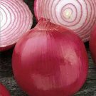 Premium Onion Seed, Short Day, Burgandy Red Onion , Heirloom, NONGMO, 500 Seeds
