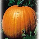 Top-Quality PUMPKIN SEED, JACK O LANTERN, HEIRLOOM, NON GMO, 500 SEEDS, PUMPKINS Top-Quality PUMPKIN SEED, JACK O LANTERN, HEIRLOOM, NON GMO, 500 SEEDS, PUMPKINS