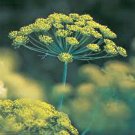 Exclusive DILL SEED, BOUQUET, HEIRLOOM, NON GMO, 100 SEEDS, HERB, SPICE SEEDS