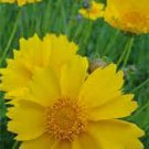 New Arrival Coreopsis, Lanceleaf flower seed, 500 Seeds, Beautiful Golden-Yellow Blooms New Arrival Coreopsis, Lanceleaf flower seed, 500 Seeds, Beautiful Golden-Yellow Blooms