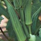 Exclusive OKRA SEED, EMERALD, HEIRLOOM, NON GMO, 100 SEEDS, GARDEN OKRA SEED Exclusive OKRA SEED, EMERALD, HEIRLOOM, NON GMO, 100 SEEDS, GARDEN OKRA SEED