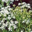 Top-Quality CARAWAY, HERB 500 SEEDS CAN USE SEEDS, PLANT AND ROOTS ON THIS HERB