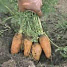 Top-Quality CARROT, DANVERS HALF LONG, HEIRLOOM, NON GMO, 100+ SEEDS, CARROTS Top-Quality CARROT, DANVERS HALF LONG, HEIRLOOM, NON GMO, 100+ SEEDS, CARROTS