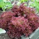 Premium LETTUCE SEED, RED LEAF LETTUCE, LOLLA ROSA, HEIRLOOM, NONGMO 1000 SEEDS Premium LETTUCE SEED, RED LEAF LETTUCE, LOLLA ROSA, HEIRLOOM, NONGMO 1000 SEEDS