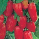 Top-Quality TOMATO, SAN MARZANO, HEIRLOOM, 500 SEEDS, TOMATO SEED, CLASSIC TOMATOES