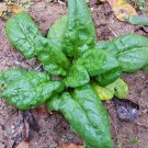 Best-Selling SPINACH SEED, BLOOMSDALE LONG STANDING, HEIRLOOM, NON GMO, 500 SEEDS, Best-Selling SPINACH SEED, BLOOMSDALE LONG STANDING, HEIRLOOM, NON GMO, 500 SEEDS,