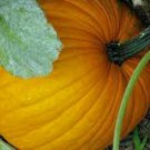 Limited Edition PUMPKIN SEED, CONNECTICUT FIELD, HEIRLOOM, NONGMO, 100 SEEDS, PUMPKINS Limited Edition PUMPKIN SEED, CONNECTICUT FIELD, HEIRLOOM, NONGMO, 100 SEEDS, PUMPKINS