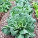 Best-Selling COLLARD GREENS SEED, VATES, HEIRLOOM, NON GMO,1000 SEEDS, COLLARD GREEN Best-Selling COLLARD GREENS SEED, VATES, HEIRLOOM, NON GMO,1000 SEEDS, COLLARD GREEN