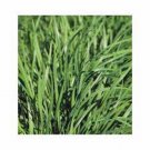 Premium CHIVE SEED, HERB, HEIRLOOM, 100 SEEDS, FLAVORFUL CHIVES, EASY TO GROW Premium CHIVE SEED, HERB, HEIRLOOM, 100 SEEDS, FLAVORFUL CHIVES, EASY TO GROW