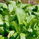 New Arrival MUSTARD GREENS SEED, OLD FASHIONED GREEN, HEIRLOOM, NON GMO, 100 SEEDS, New Arrival MUSTARD GREENS SEED, OLD FASHIONED GREEN, HEIRLOOM, NON GMO, 100 SEEDS,