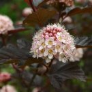 Premium Physocarpus 'LADY IN RED' - Starter Plant- Approx 8-10 Inch - Dormant Premium Physocarpus 'LADY IN RED' - Starter Plant- Approx 8-10 Inch - Dormant