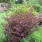 Premium Physocarpus 'LADY IN RED' - Starter Plant- Approx 8-10 Inch - Dormant