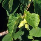 Top-Quality CORYLUS AMERICANA - AMERICAN HAZELNUT - STARTER PLANT- APPROX 5-7 INCH -DORMANT Top-Quality CORYLUS AMERICANA - AMERICAN HAZELNUT - STARTER PLANT- APPROX 5-7 INCH -DORMANT