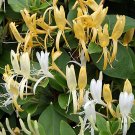Limited Edition LONICERA - HONEYSUCKLE - STARTER PLANT - APPROX 6-10 INCH - DORMANT