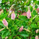 Premium CLETHRA ALNIFOLIA 'RUBY SPICE'- FRAGRANT-PLANT- -APPROX 3-5 INCH - DORMANT Premium CLETHRA ALNIFOLIA 'RUBY SPICE'- FRAGRANT-PLANT- -APPROX 3-5 INCH - DORMANT