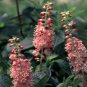 Premium CLETHRA ALNIFOLIA 'RUBY SPICE'- FRAGRANT-PLANT- -APPROX 3-5 INCH - DORMANT