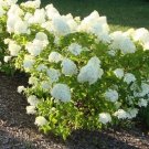 Limited Edition HYDRANGEA-MISCELLANEOUS VARIETIES- - STARTER PLANT - DORMANT Limited Edition HYDRANGEA-MISCELLANEOUS VARIETIES- - STARTER PLANT - DORMANT