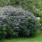 Limited Edition HYDRANGEA-MISCELLANEOUS VARIETIES- - STARTER PLANT - DORMANT