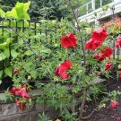 New Arrival HIBISCUS MOSCHUETOS - HARDY HIBISCUS - PLANT - CUTBACK/DORMANT/LEAFLESS New Arrival HIBISCUS MOSCHUETOS - HARDY HIBISCUS - PLANT - CUTBACK/DORMANT/LEAFLESS