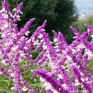 Exclusive SALVIA LEUCANTHA - MEXICAN BUSH SAGE -STARTER PLANT -APPROX 4-6 INCH Exclusive SALVIA LEUCANTHA - MEXICAN BUSH SAGE -STARTER PLANT -APPROX 4-6 INCH