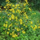 Limited Edition RUDBECKIA TRILOBA - BROWN EYED SUSAN - STARTER PLANT