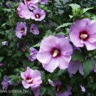 Limited Edition HIBISCUS SYRIACUS - STARTER PLANT - APPROX 4-6 INCH - DORMANT Limited Edition HIBISCUS SYRIACUS - STARTER PLANT - APPROX 4-6 INCH - DORMANT