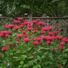 New Arrival MONARDA 'GARDENVIEW SCARLET' - BEEBALM - STARTER PLANT New Arrival MONARDA 'GARDENVIEW SCARLET' - BEEBALM - STARTER PLANT